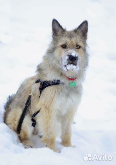 Собака в добрые руки