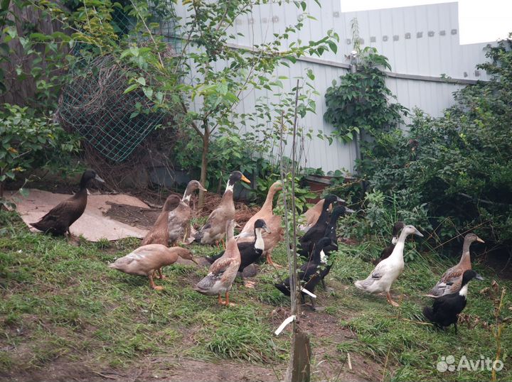 Утки индийский бегунок