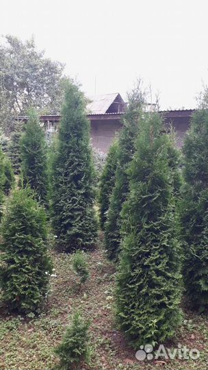Туя западная Колумна 1.4-1.6 - 2300