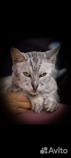 Кот в добрые руки метис породный