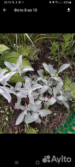 Цветы многолетники