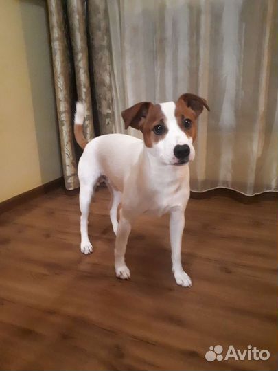 Джек Парсон вязка