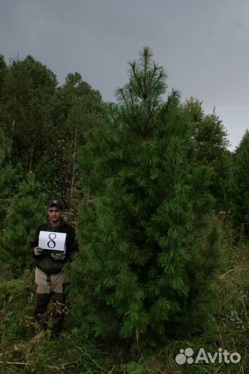 Кедр Сибирский, дерево-крупномер, 3-5 м
