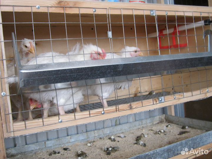 Клетка для кур-несушек деревянная 