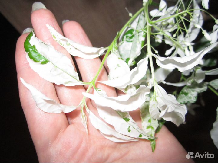 Райтия религиоза вариегата