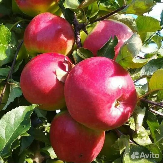 Яблоня Лигол саженцы