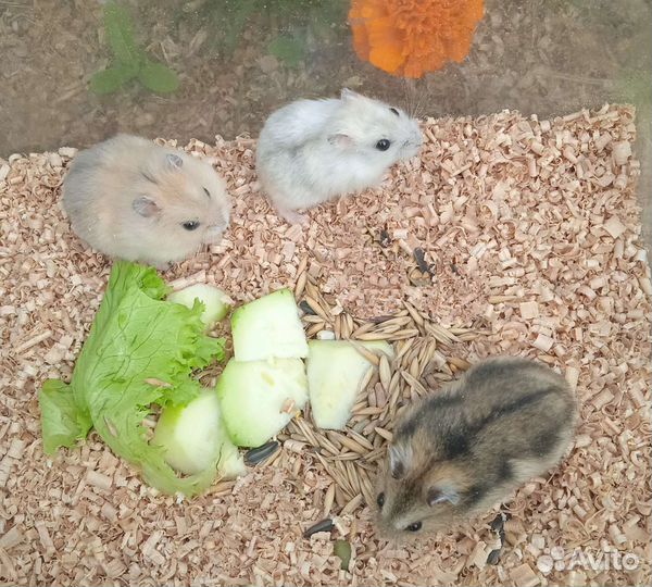 Джунгарские хомячки разных расцветок (клетки)