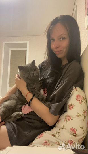 Шотландский кот Вязка. Большой опыт