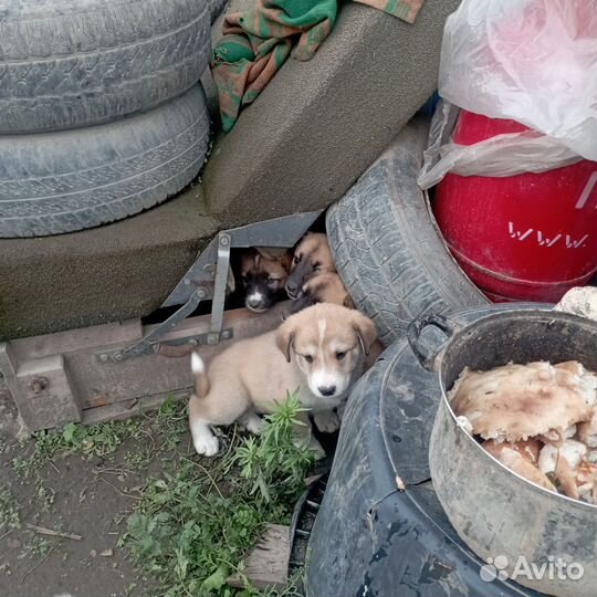 Отдам бесплатно в хорошие руки