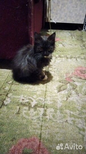 Череный котенок 3 мес