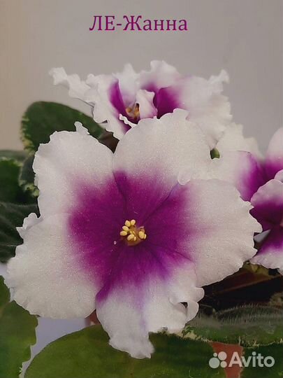 Сортовые фиалки (детки, стартеры, срез)