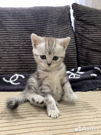 Британские кошечки
