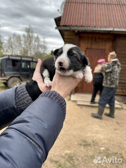 Щенки лайки в добрые руки
