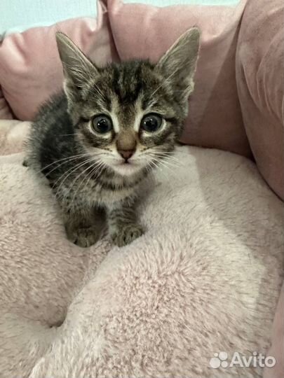 Котенок мальчик 1,5 месяца