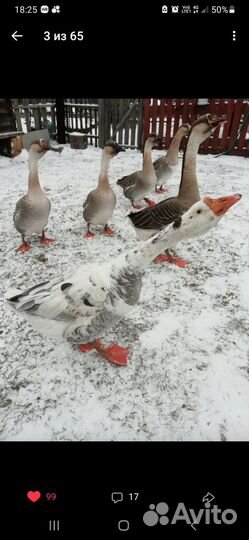 Яйца для инкубации