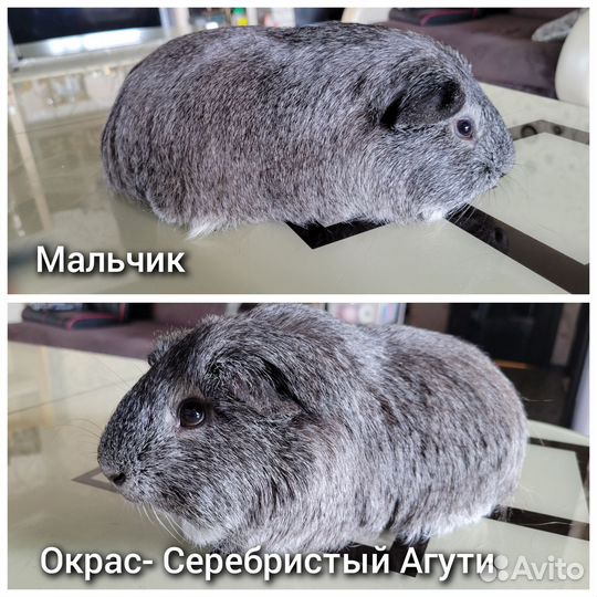 Морские свинки