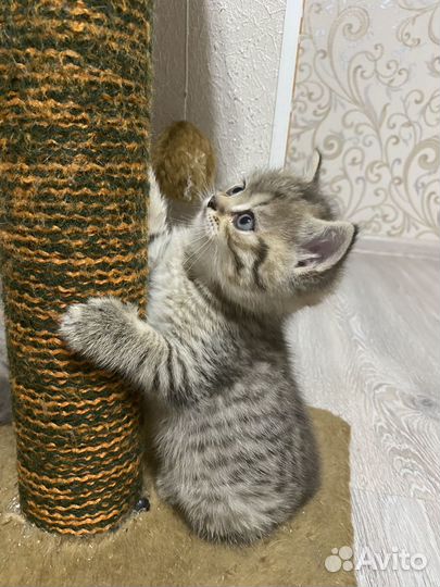 Шотландская