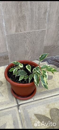 Фикус Бенжамина