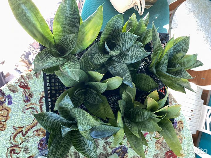 Сансиеверия