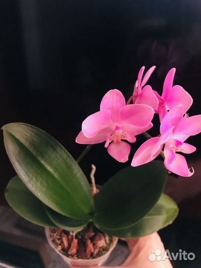 Орхидея фаленопсис Розовый пирог
