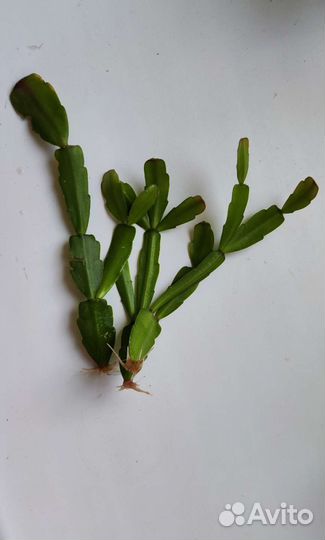 Комнатные цветы - пилея, фиалка и другие