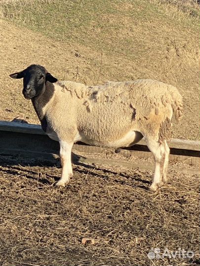 Баран дорпер