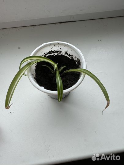 Хлорофитум кудрявый