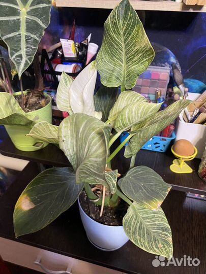 Филодендрон 