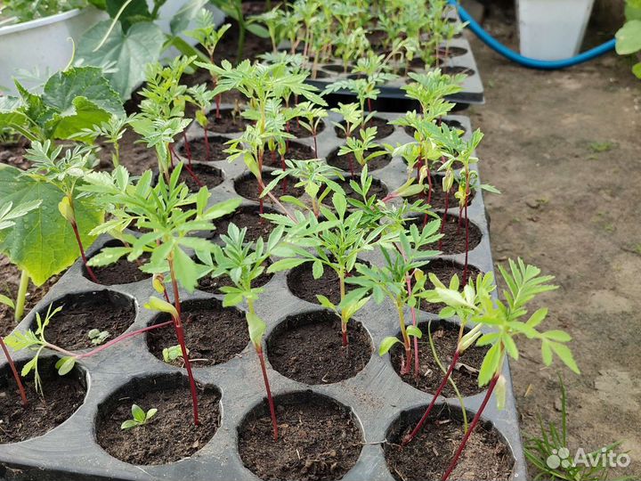 Рассада цветов бархатцы