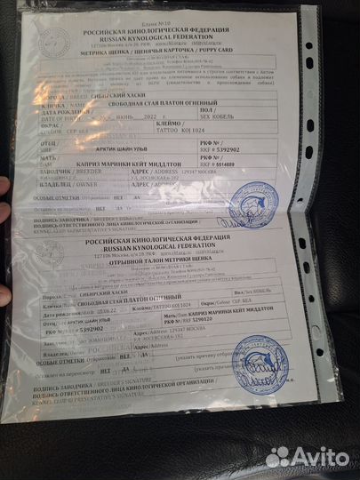 Собака в добрые руки отдам бесплатно