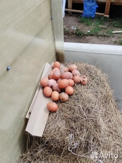 Куры несушки годовалые