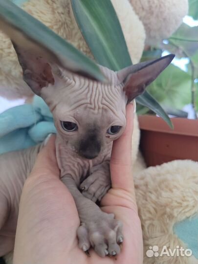 Канадский сфинкс котенок