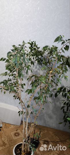 Фикус бенджамина