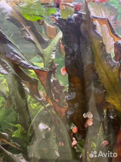 Криптокорина из домашнего аквариума