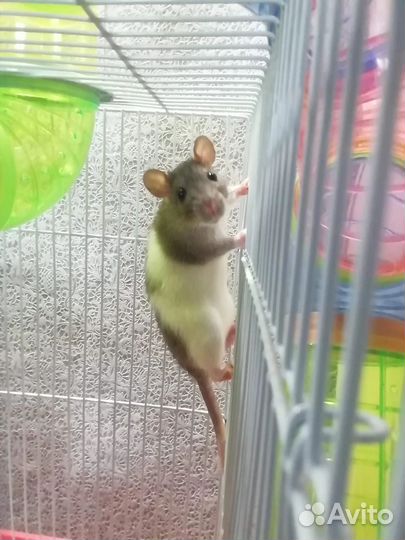 Декоративная крыса