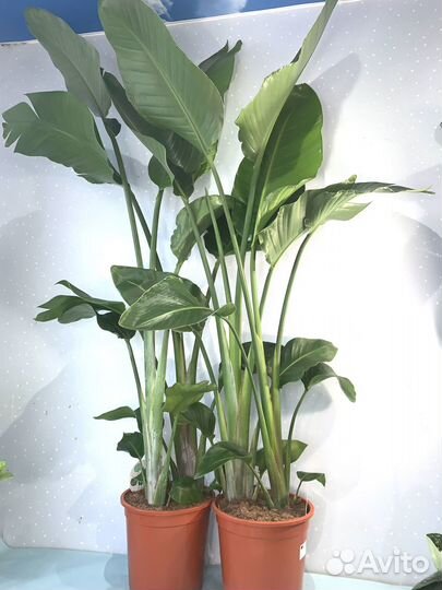 Стрелиция Николая 2в1 24/170см