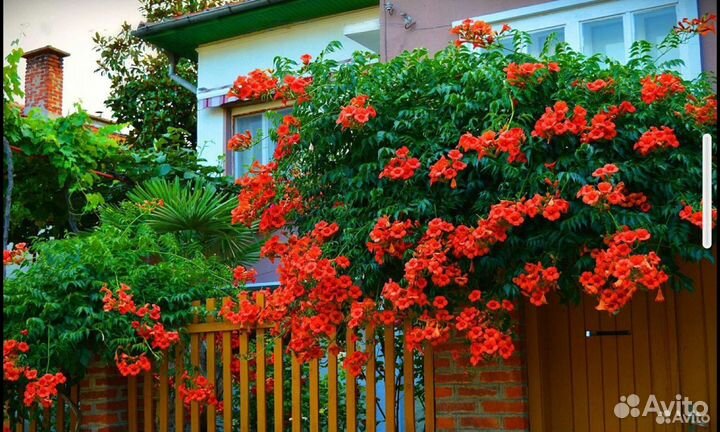 Лиана кампсис