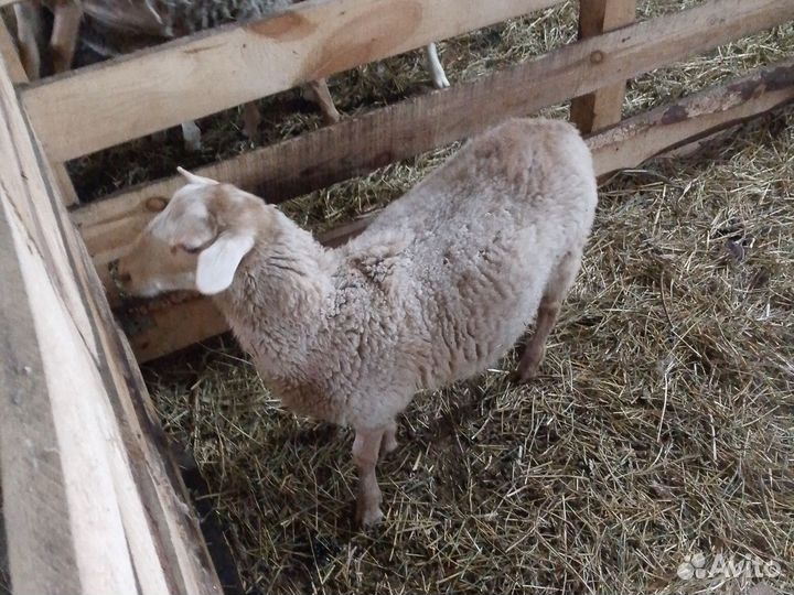 Овцы дорперы, катумы