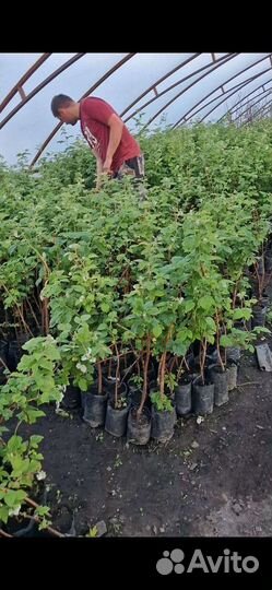 Саженцы малины