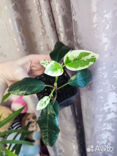 Фикус рубигиноза вариегата