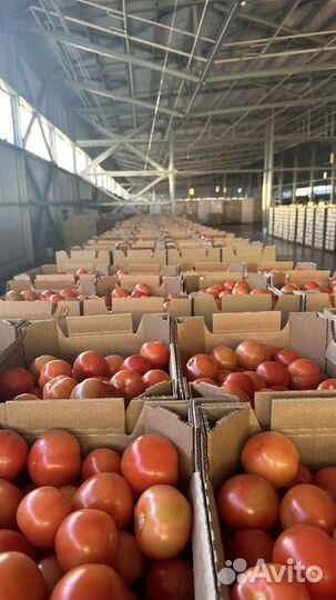 Помидоры, огурцы разные сорта оптом