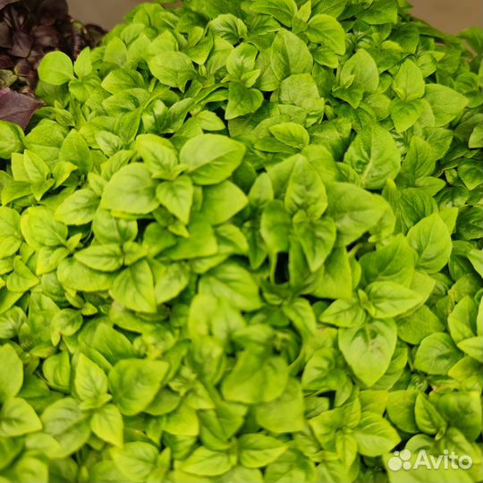 Микрозелень, Бэйби-Лист, Зелень