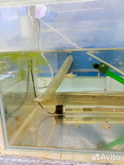 Гурами золотые, мальки, тернеция белая мальки