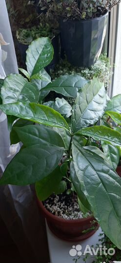 Уайтфельдия, брунфельсия