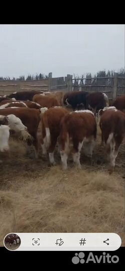 Бычки казахские белоголовые