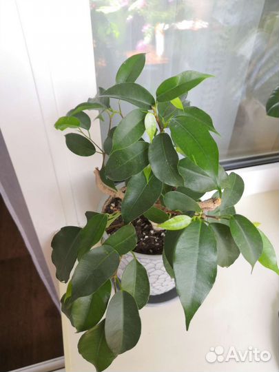 Фикус бенджамина