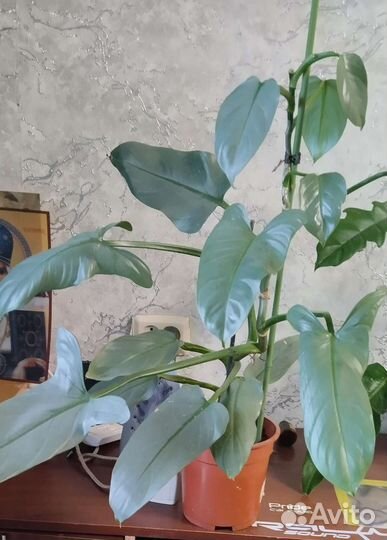 Филодендрон