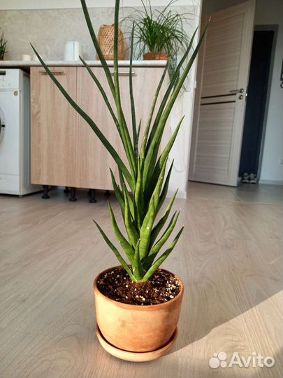 Сансевиерия францизи