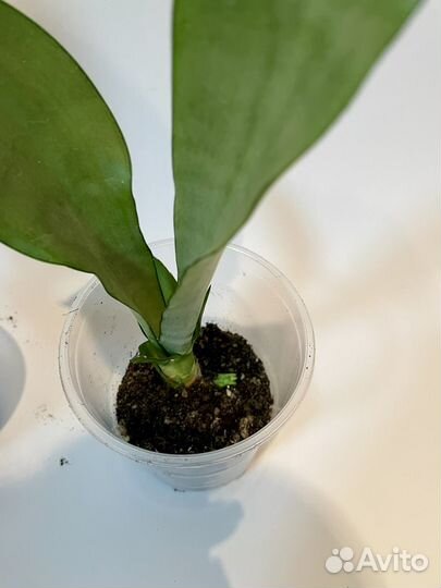 Сансевиерия сортовая