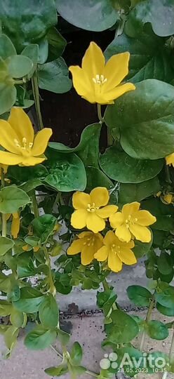 Цветы для сада